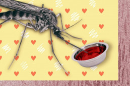 Ученые назвали «любимую» группу крови комаров, Журнал DonorSearch