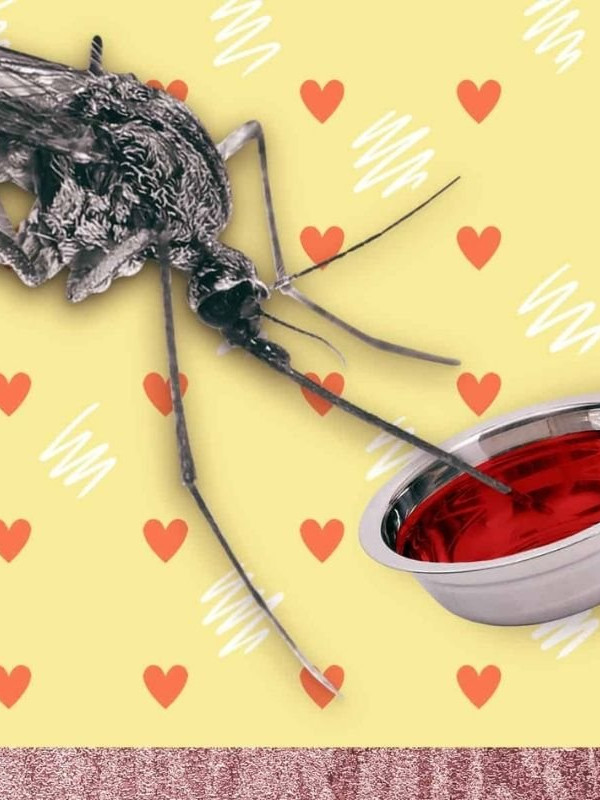 Ученые назвали «любимую» группу крови комаров, Журнал DonorSearch