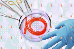 Ученые научились искусственно выращивать кровеносный сосуд человека, Журнал DonorSearch