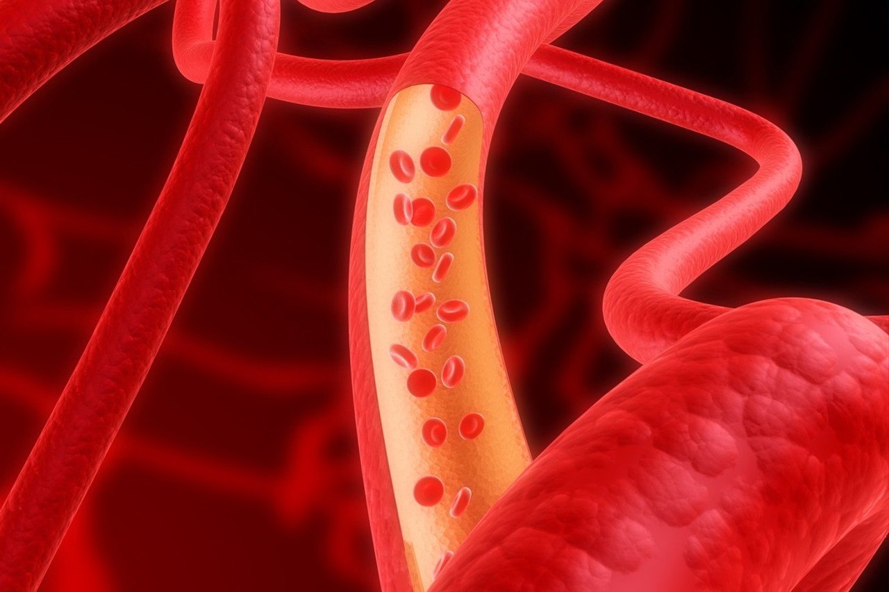 Функции кровеносной системы человека: как это работает, Журнал DonorSearch