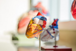 Трансфузия по велению сердца, Журнал DonorSearch