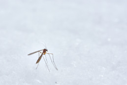 Подопытные комары, Журнал DonorSearch